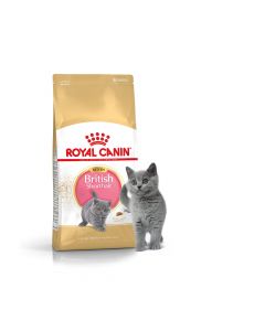 Royal Canin British Shorthair Kitten - Dogtor.vet