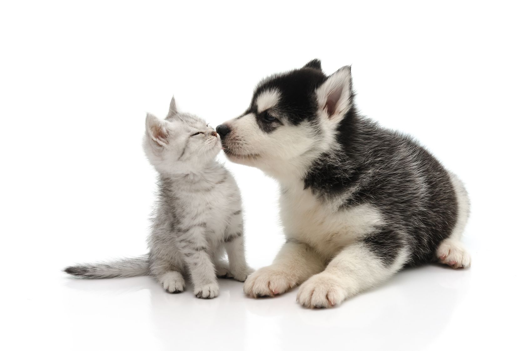 cat and dog kissing