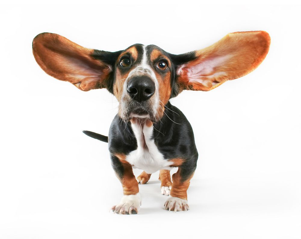 big eared dogs